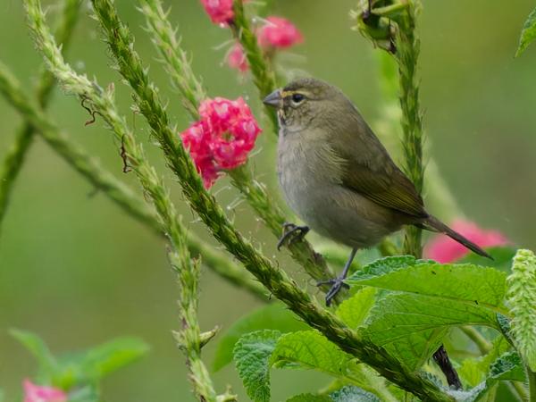 <h3><a href="/trips/costa-rica/biota/animalia/chordata/aves/040 passeriformes/127 thraupidae/tiaris olivaceus/tiaris olivaceus-nl.html">Tiaris&nbsp;olivaceus</a> / Yellow‑faced&nbsp;grassquit / Grote&nbsp;cubavink</h3>OM-1 Mark II met OLYMPUS M.150-400mm F4.5, 1/1600 sec  bij F4.5, ISO 10000, afstand 14.2&nbsp;m